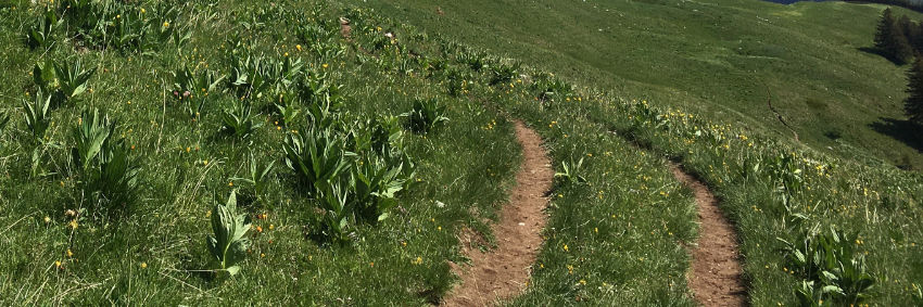 chemin